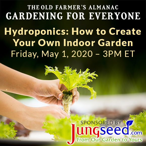 Hydroponics: How to Create Your Own Indoor Garden