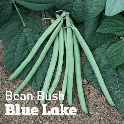 Bean Bush Blue Lake