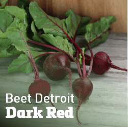 Beet Detroit Dark Red