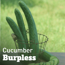 Cucumber Burpless