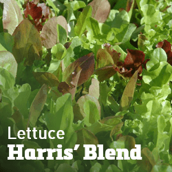 Lettuce Harris' Blend