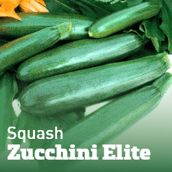 Squash Zucchini Elite