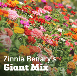 Zinnia Benary's Giant Mix