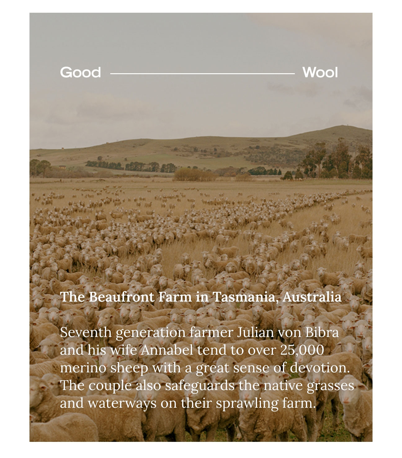 Good Wool The Beaufront Farm in Tasmania, Australia  Seventh generation farmer Julian von Bibra and his wife Annabel tend to over 25,000 merino sheep with a great sense of devotion. The couple also safeguards the native grasses and waterways on their sprawling farm.