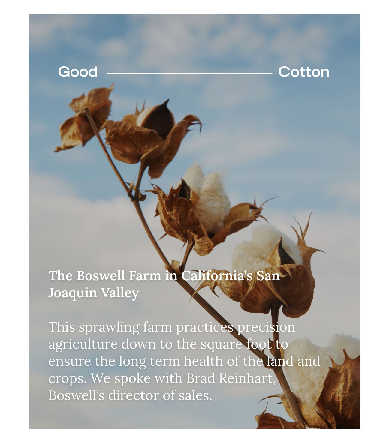 Good Cotton The Boswell Farm in California’s San Joaquin Valley  This sprawling farm practices precision agriculture down to the square foot to ensure the long term health of the land and crops. We spoke with Brad Reinhart, Boswell’s director of sales.