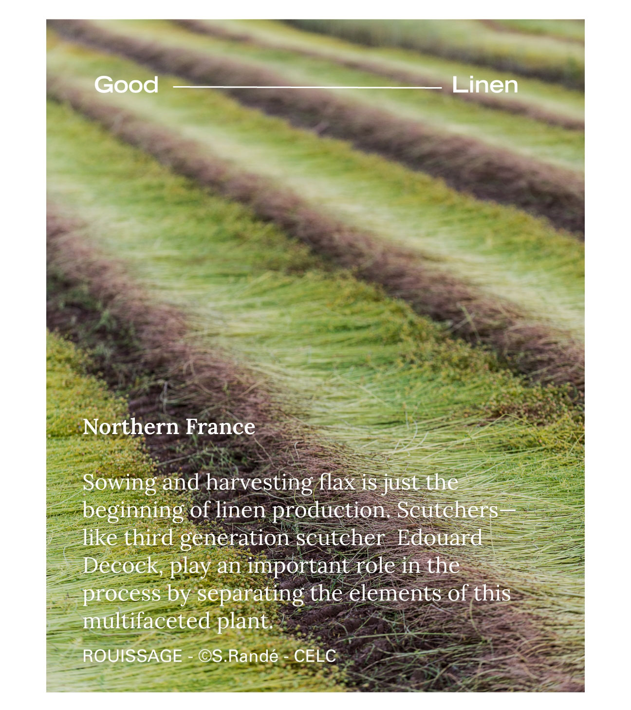 Good Linen Northern France Sowing and harvesting flax is just the beginning of linen production. Scutchers—like third generation scutcher  Edouard Decock, play an important role in the process by separating the elements of this multifaceted plant.