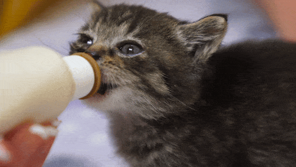 kitten drinking formula
