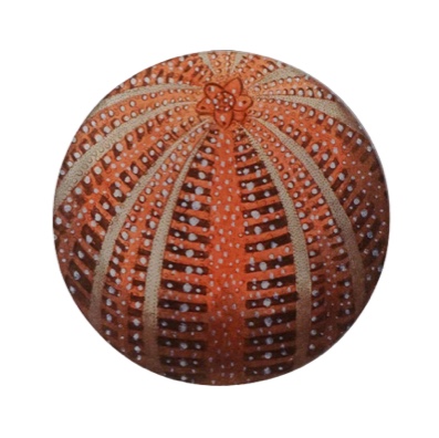 Red Sea Urchin Round Plate