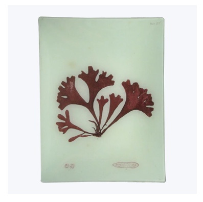 Red Seaweed Rectangular Tray