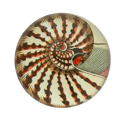 Nautilus Shell Dome Paperweight