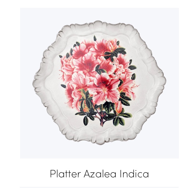 Platter Azalea Indica