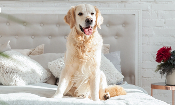 Pets in Bed: Pros and Cons for Sleep Quality and Health