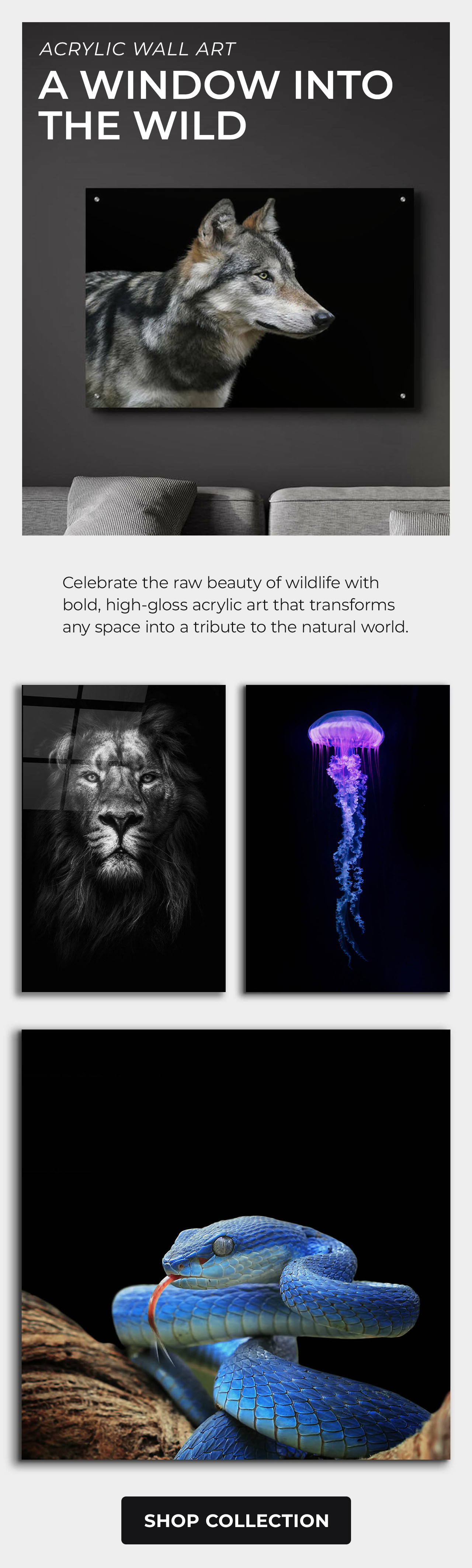 High Gloss Wildlife Prints On Acrylic