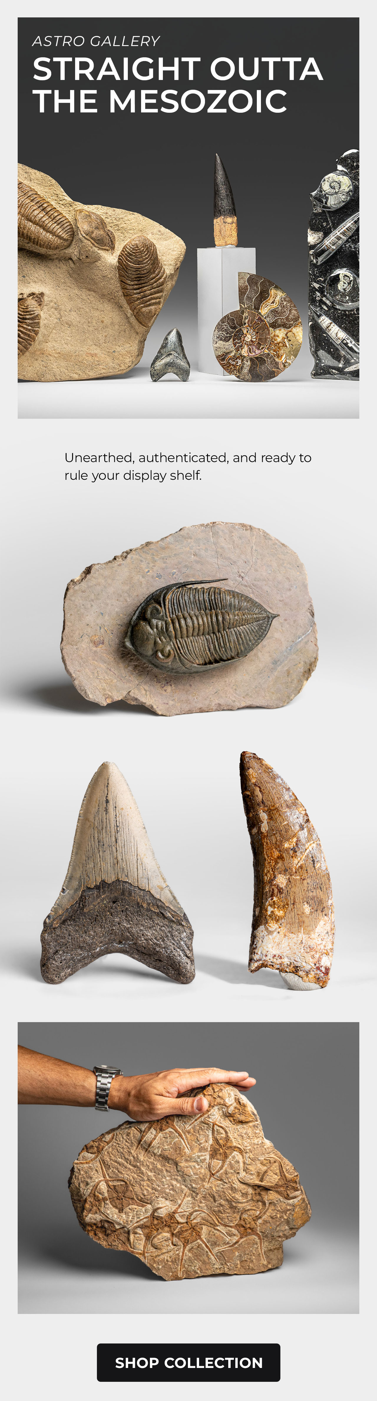 Astro Gallery Fossils