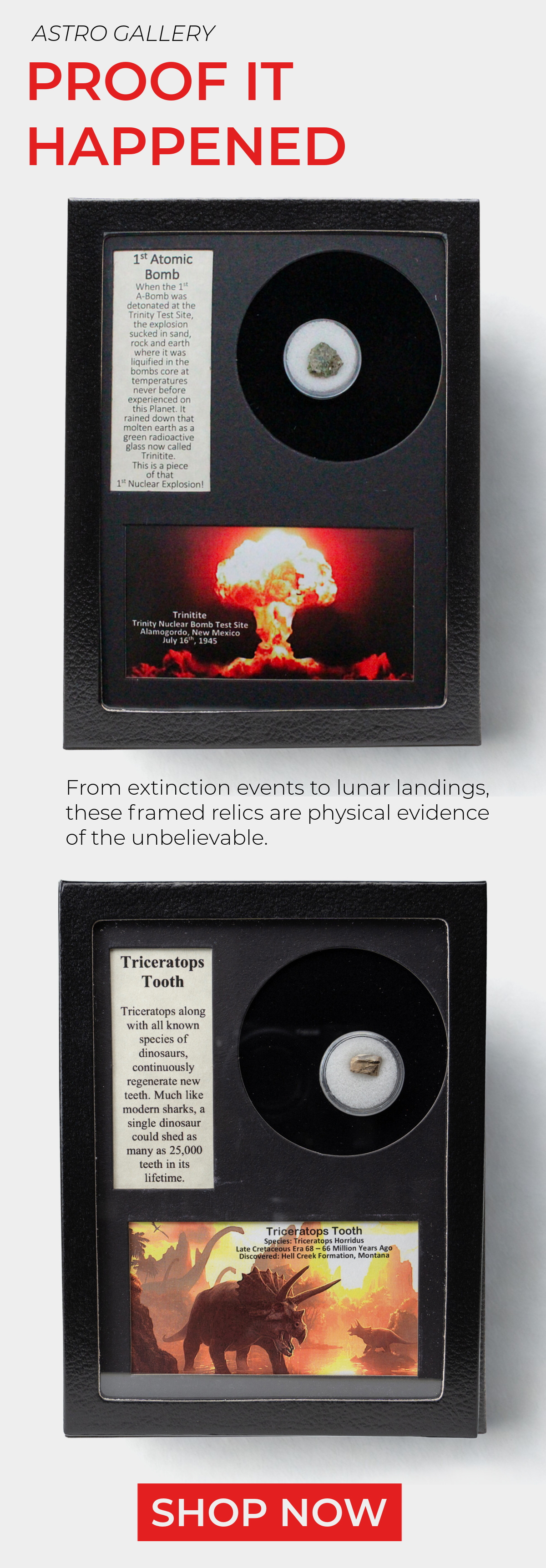 Astro Gallery Fossils & More