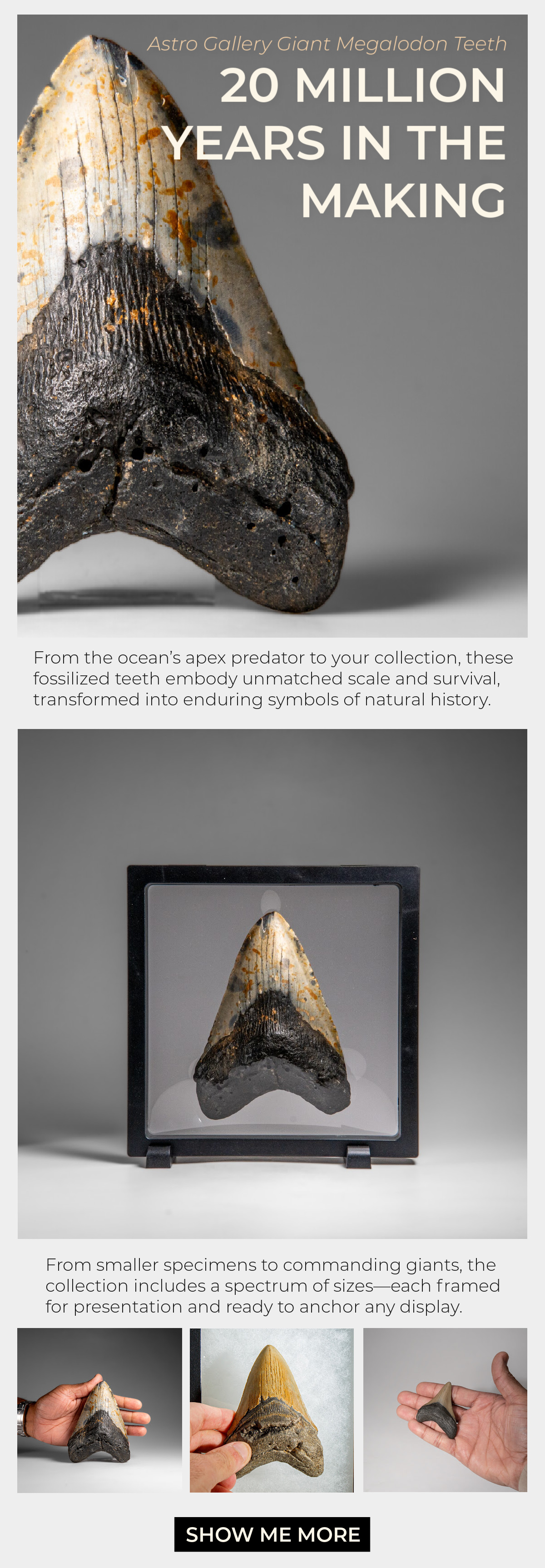 Astro Gallery Fossils