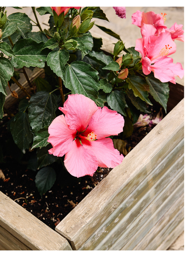 25% OFF ALMOST EVERYTHING