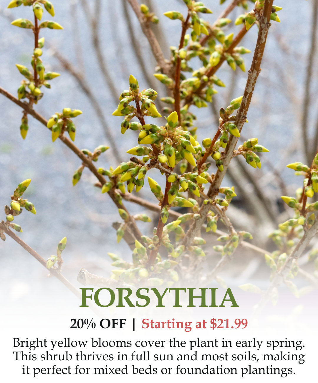 Forsythia