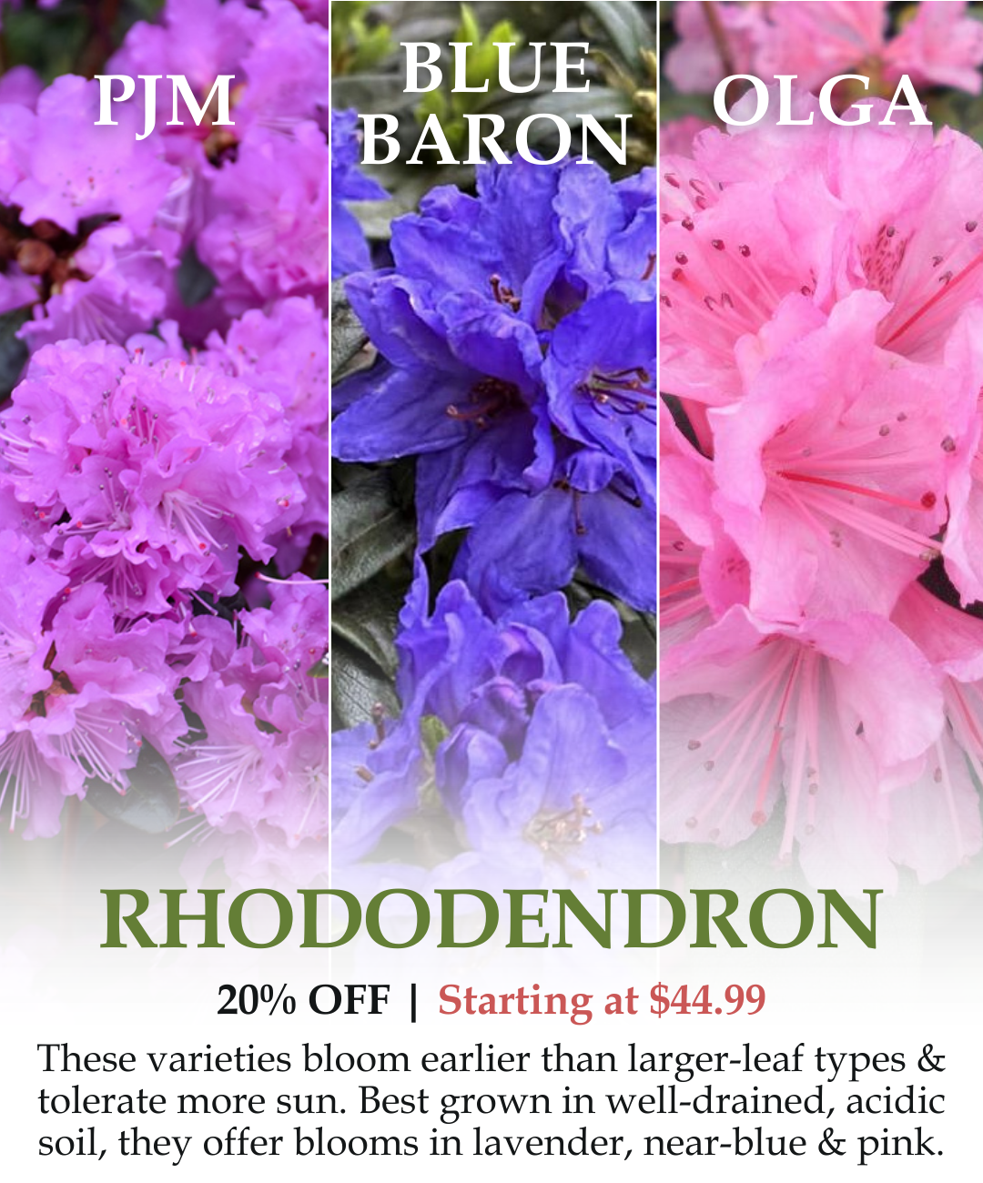 Rhododendron