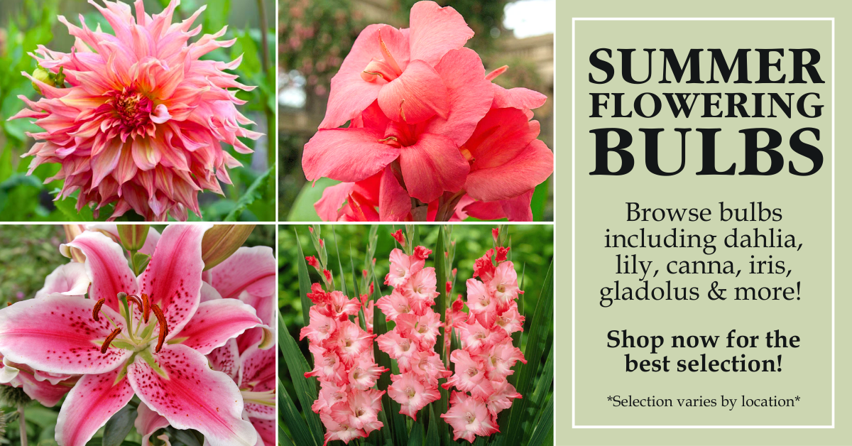 Summer Flowering Bulbs