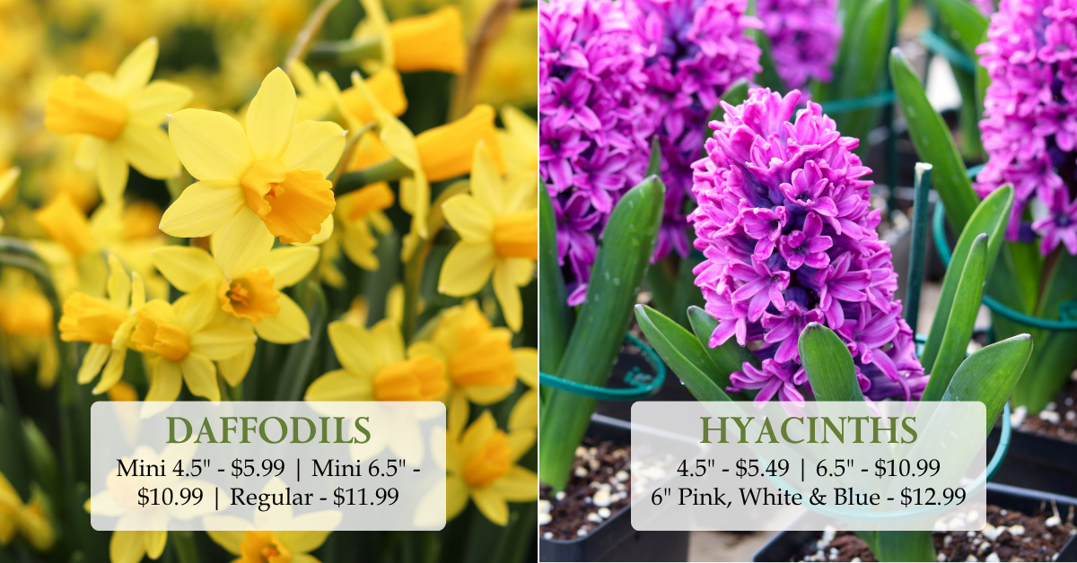 Daffodils & Hyacinths