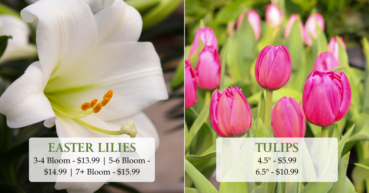 Easter Lilies & Tulips