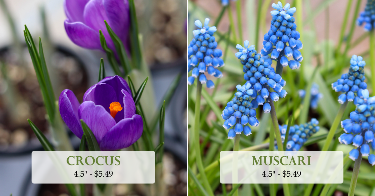 Crocus & Muscari