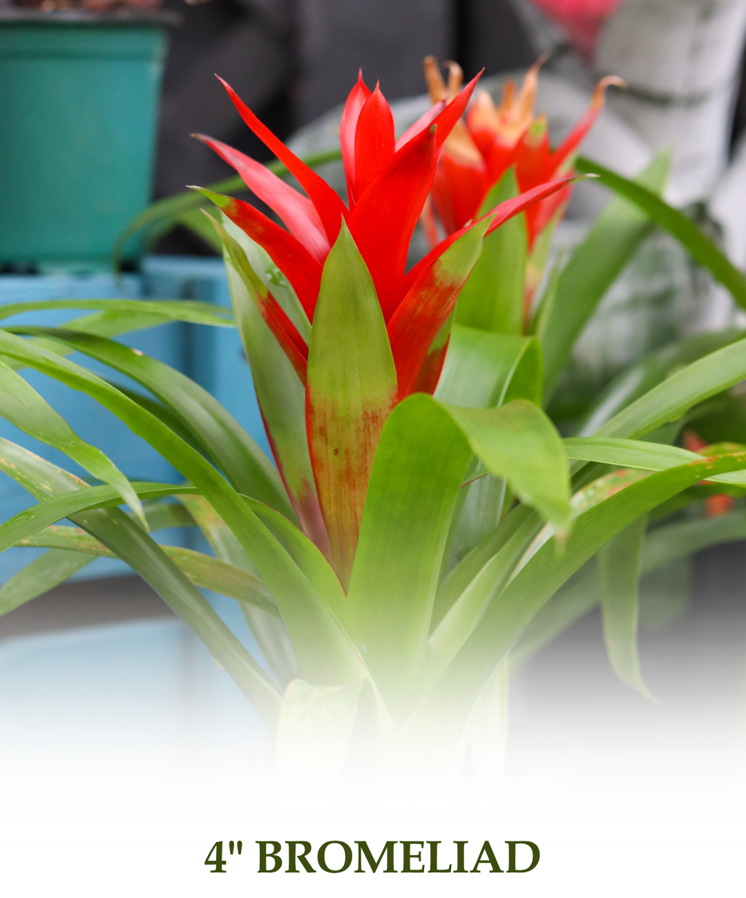 Bromeliad