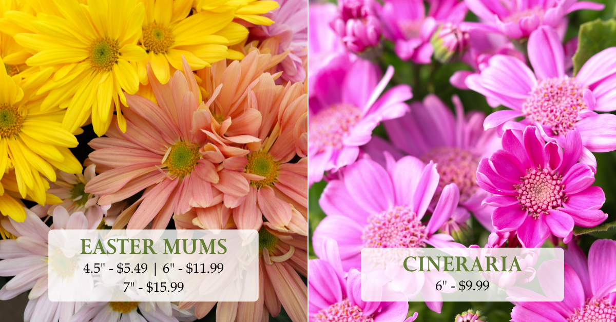 Easter Mums & Cineraria