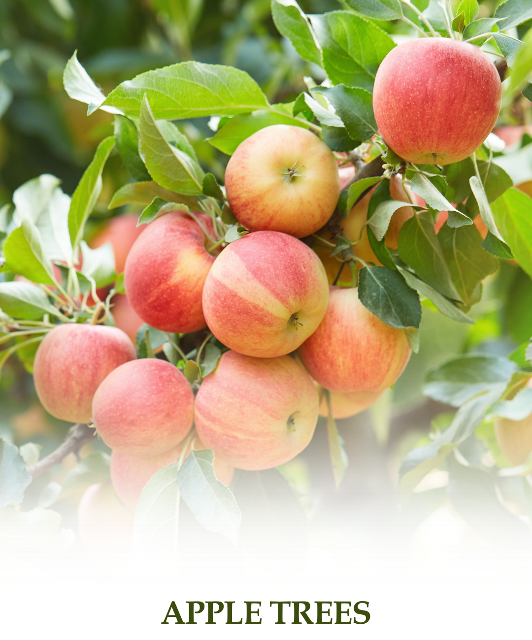 Apple Trees