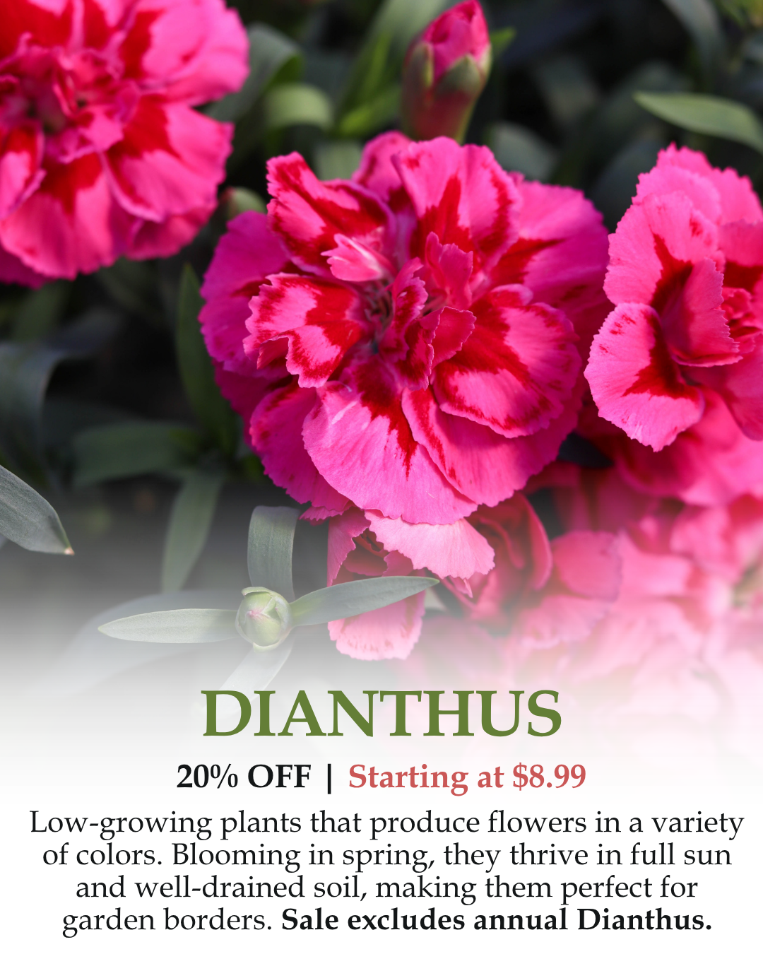 Dianthus