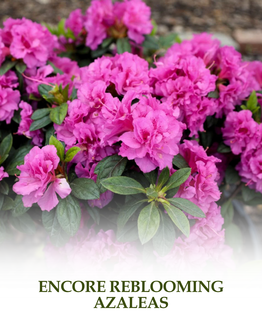Encore Reblooming Azaleas