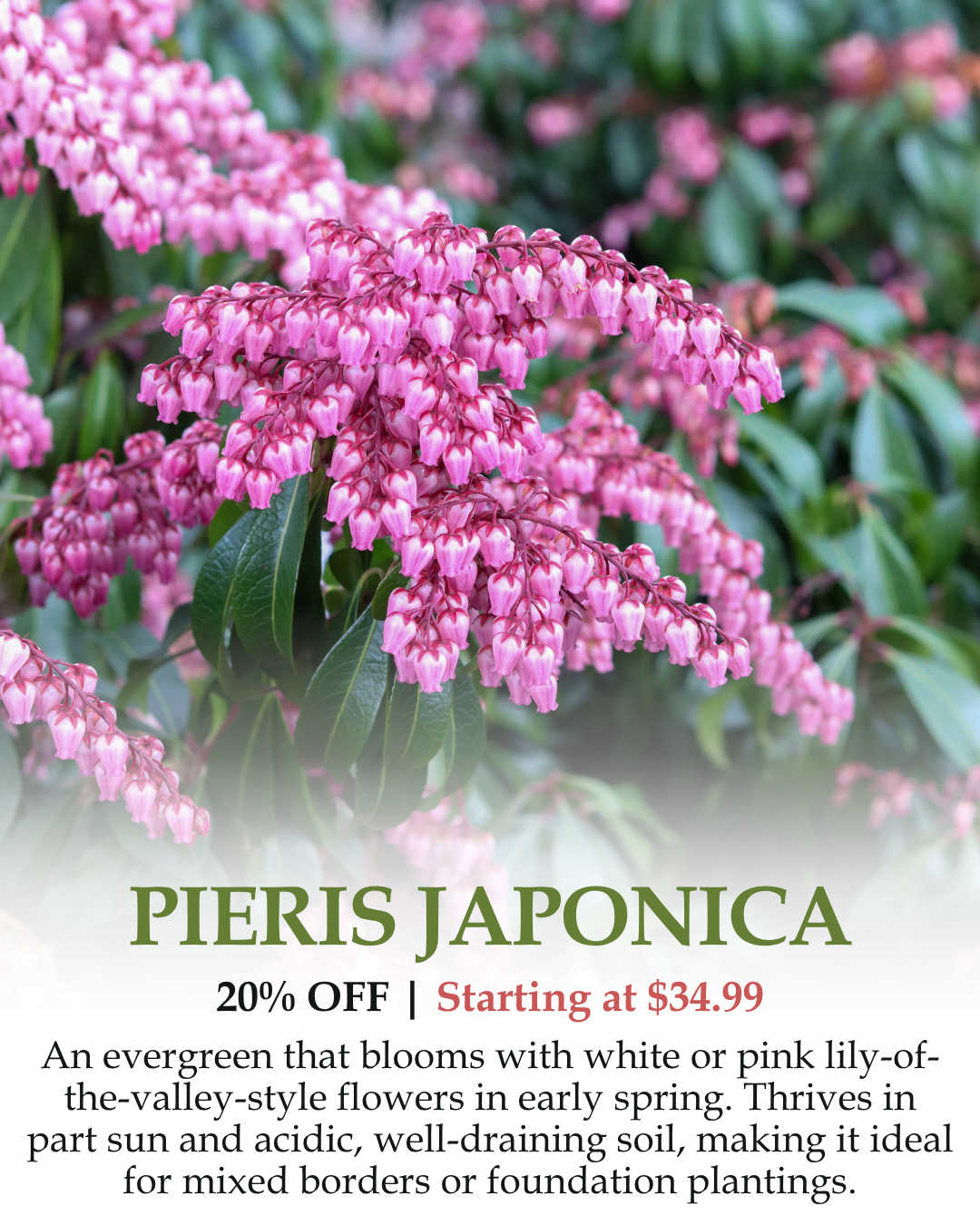 Pieris Japonica