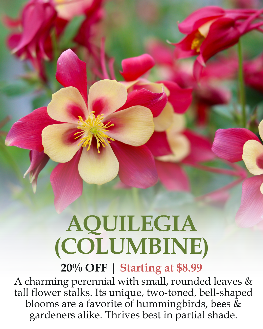Aquilegia (Columbine)