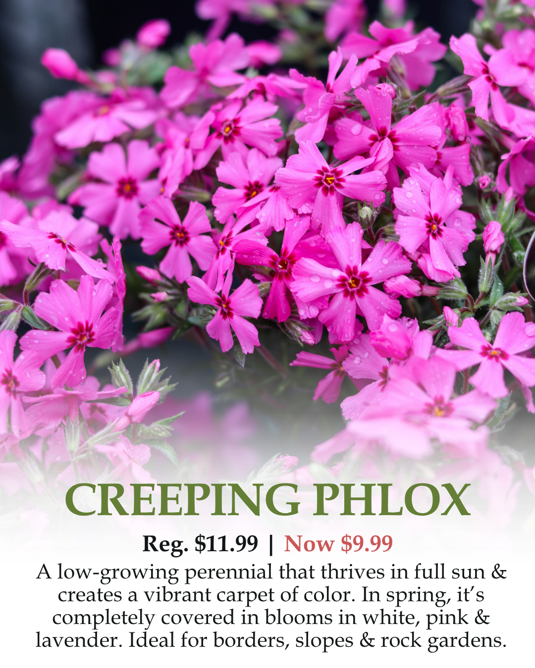 Creeping Phlox