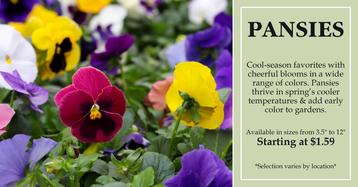 Pansies