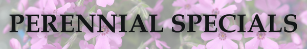 Perennial Specials Header