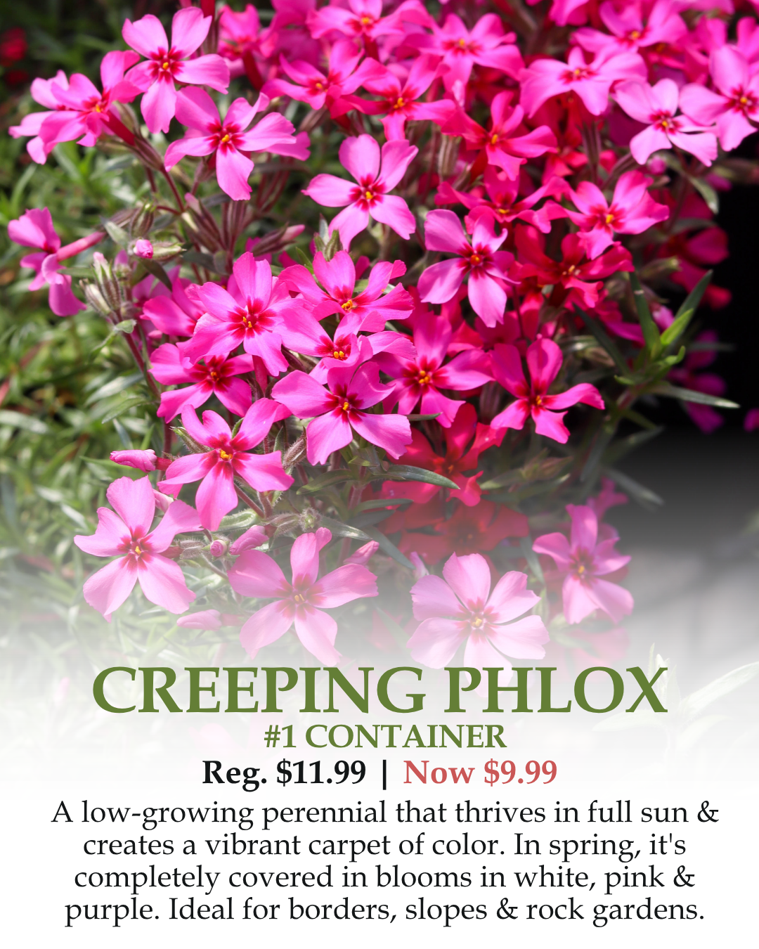 Creeping Phlox