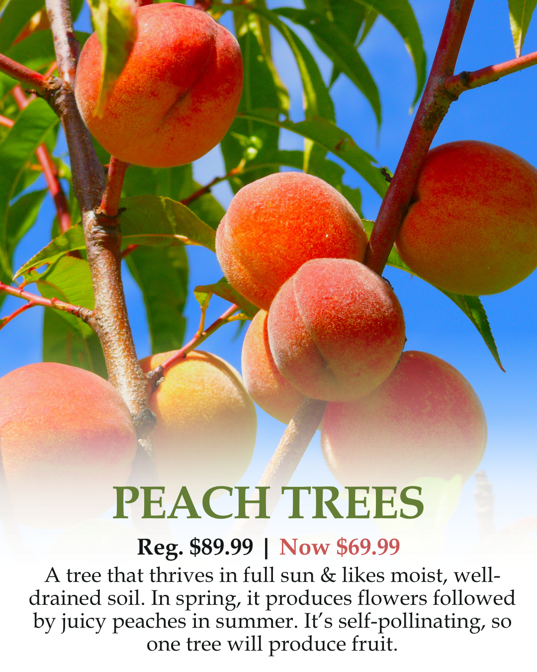 Peach Trees