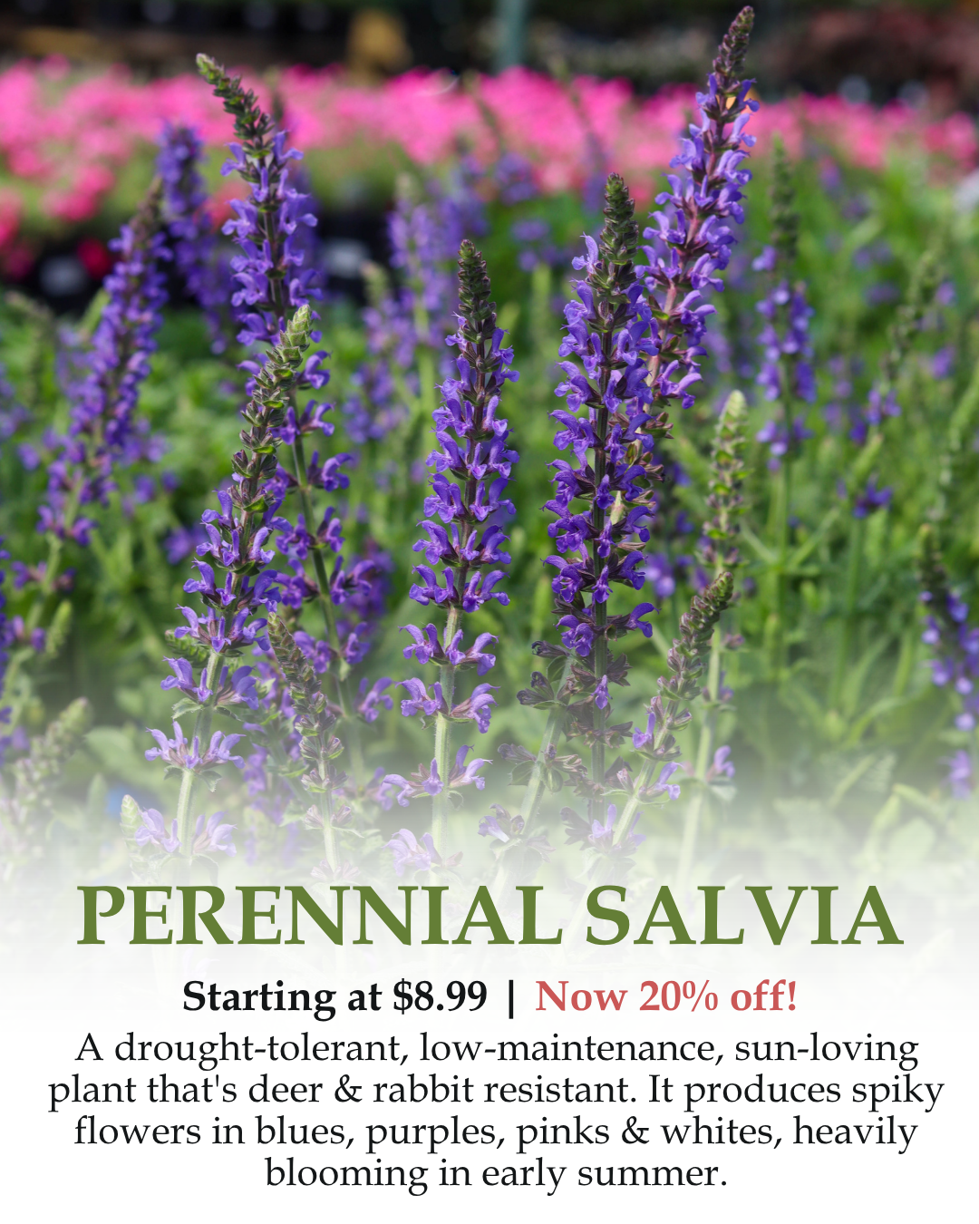Perennial Salvia