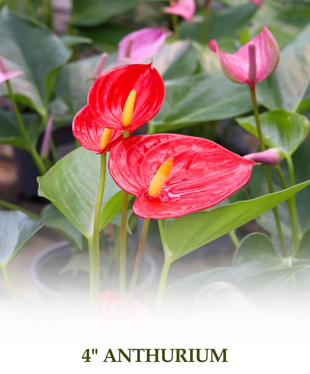 4" Anthurium