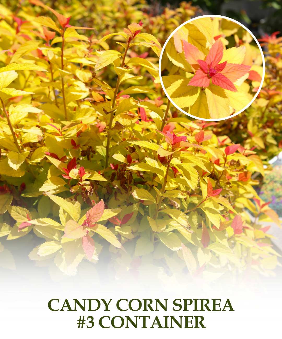 Candy Corn Spirea - #3 container