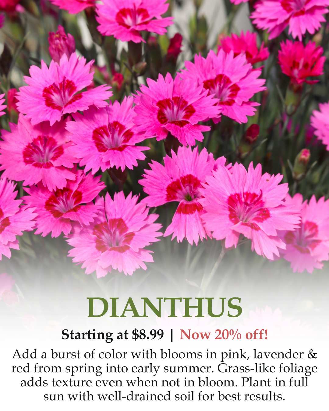 Dianthus