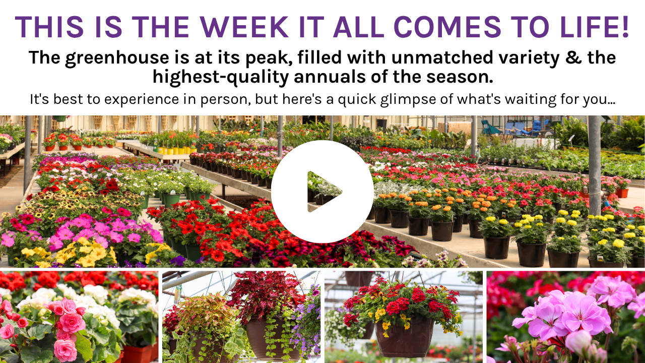 Take a tour of our greenhouse!