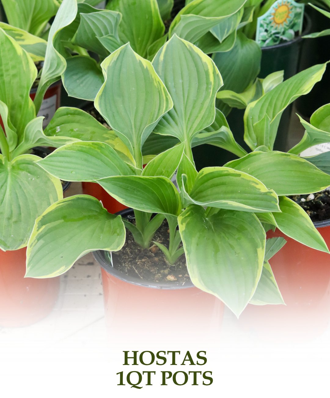 Hosta - Round quart pots