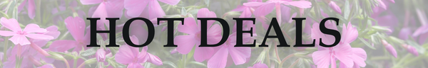 Hot Deals Header