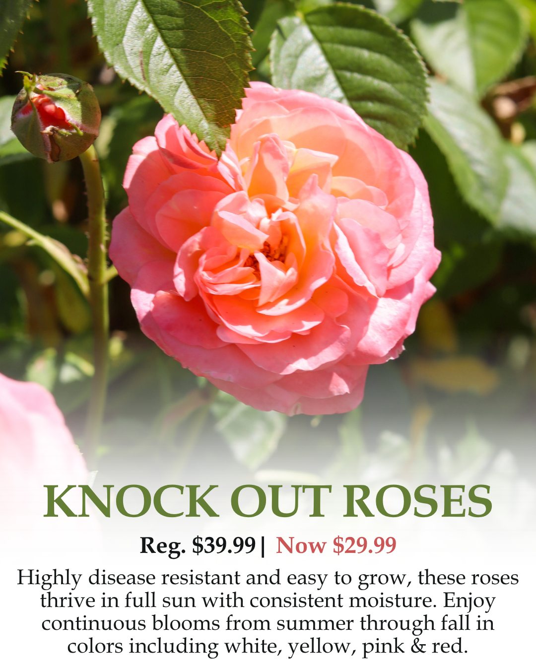 Knock Out Roses