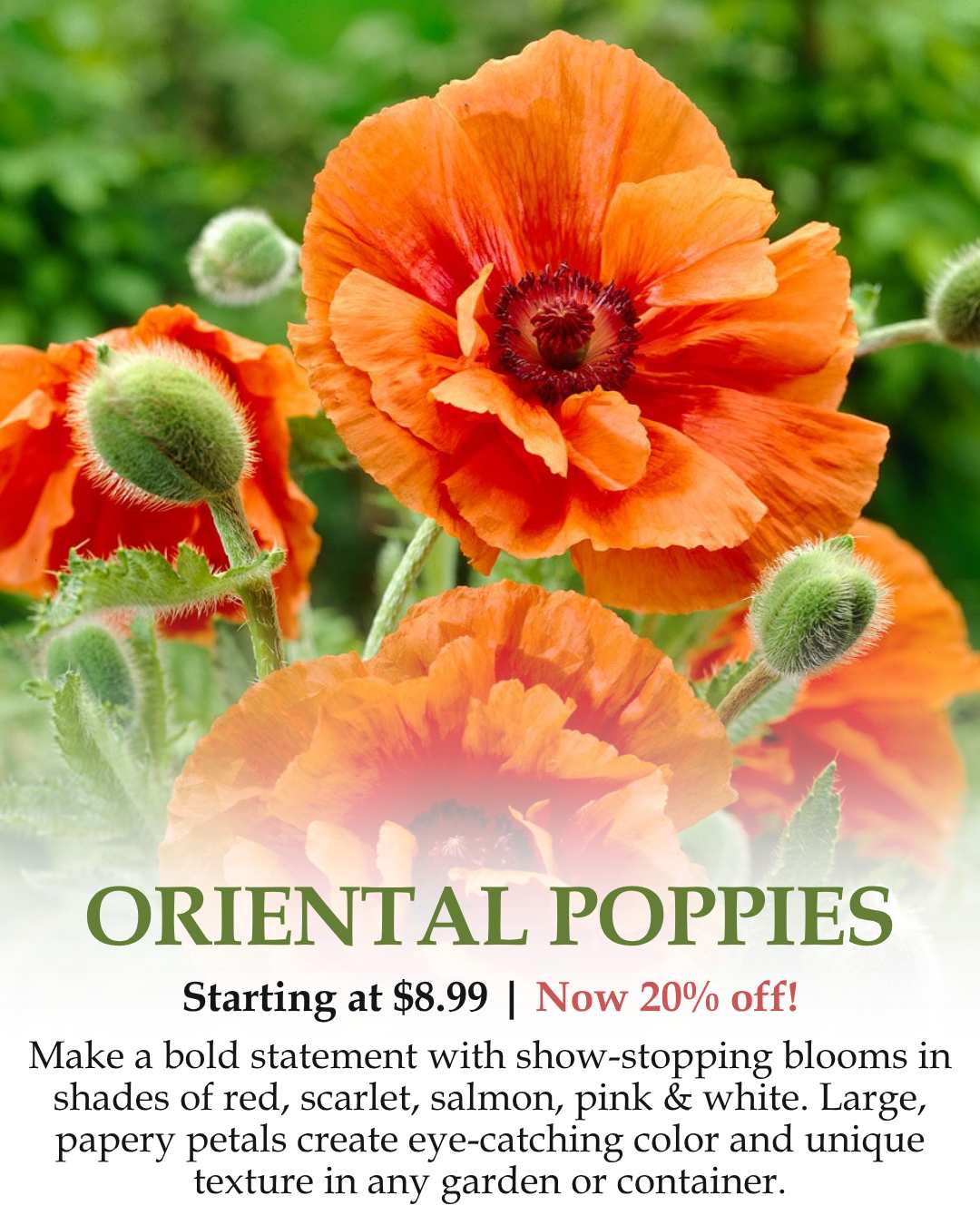 Oriental Poppies