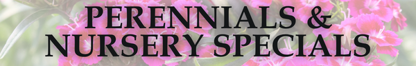 Perennials & Nursery Specials Header
