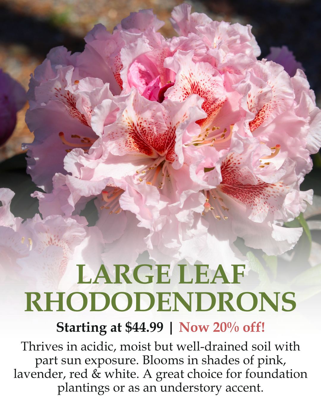 Large Leaf Rhododendrons